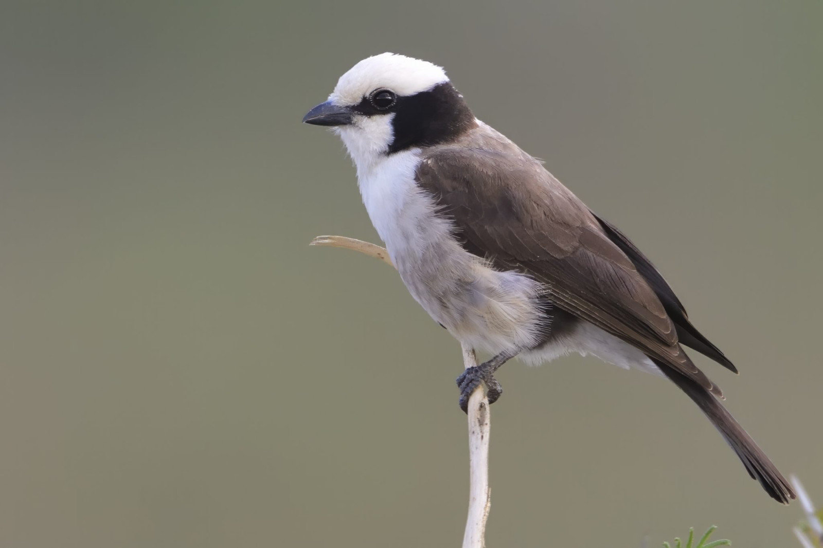 image Northern White-crowned Shrike